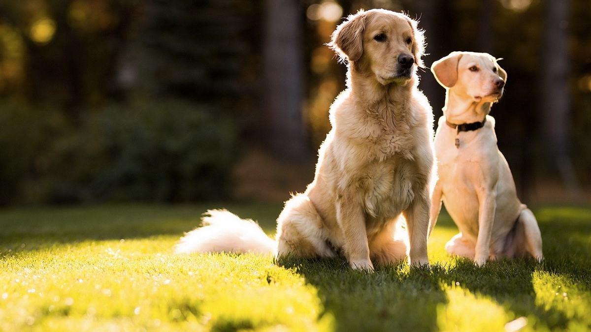 Two golden retrievers sitting together on open grass in evening light.