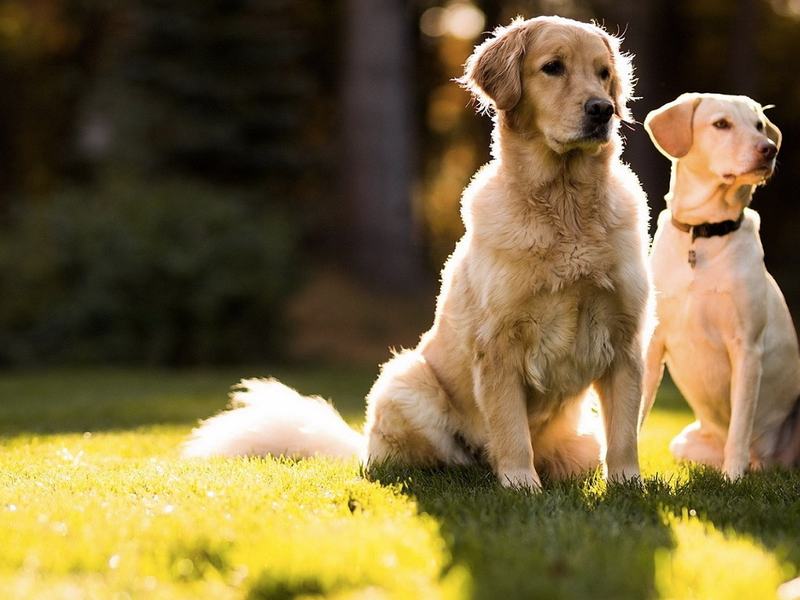 Two golden retrievers sitting together on open grass.
