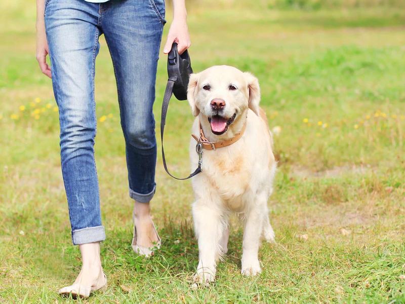 A person walking a golden retriever across open green space.