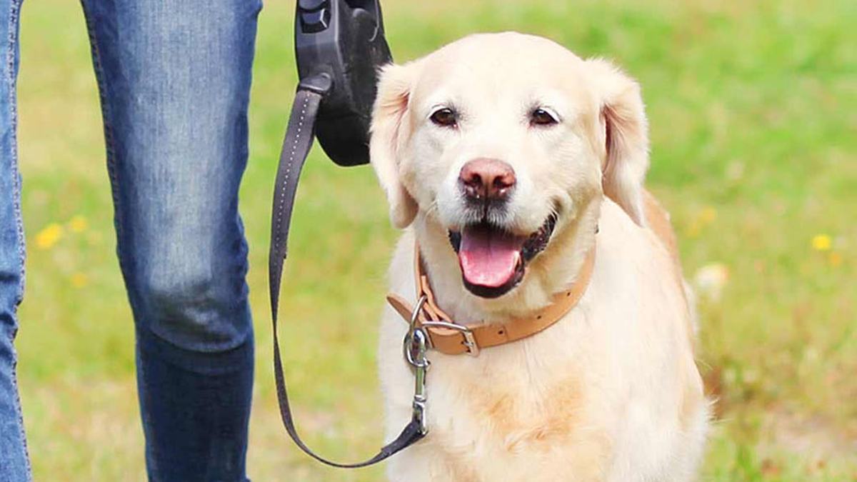 A person walking a golden retriever across open green space.